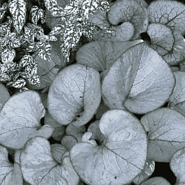 Бруннера крупнолистная Looking Glass