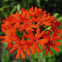 Лихнис халцедонский