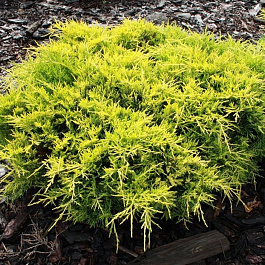 Можжевельник средний Голд Стар Можжевельник средний Голд Стар