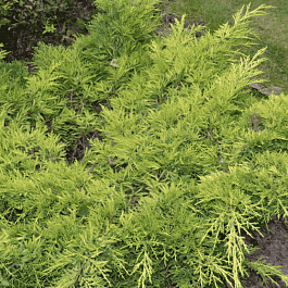 Можжевельник средний Gold Star