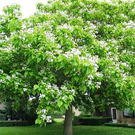 Катальпа бигнониевидная