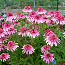 Эхинацея пурпурная Пинк Дабл Делайт