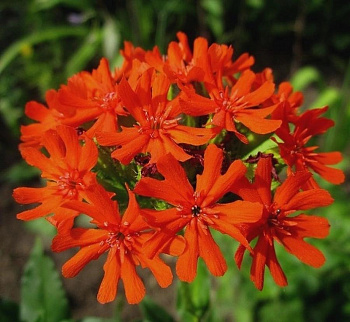 Лихнис халцедонский