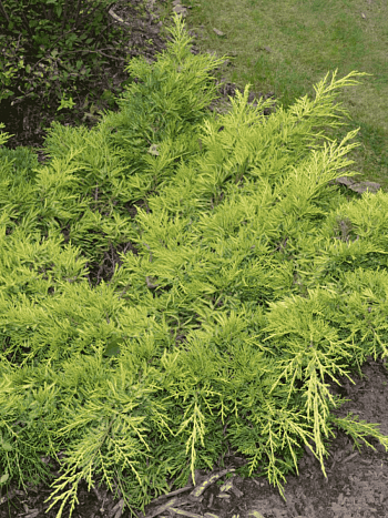 Можжевельник средний Gold Star