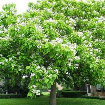 Катальпа бигнониевидная