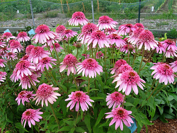 Эхинацея пурпурная Пинк Дабл Делайт