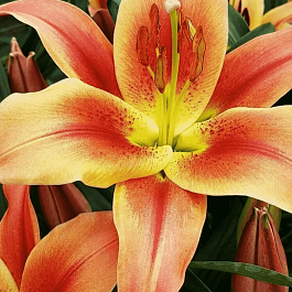 Лилия Montego Bay