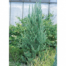 Лиственница японская Якобсен Пирамид Лиственница японская Якобсен Пирамид