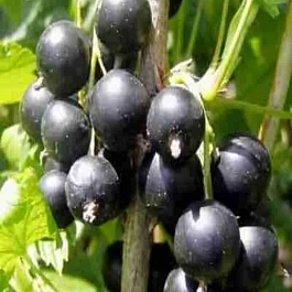 Смородина черная Созвездие