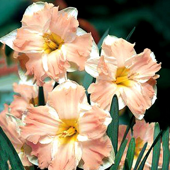 Нарцисс с расщеплённой коронкой Палмарес