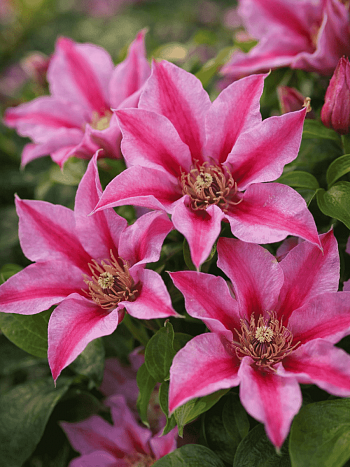 Клематис Duchess of Albany