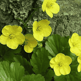 Вальдштейния тройчатая Forrest Sun