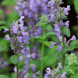 Котовник кистистый Grog