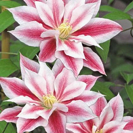 Клематис крупноцветковый Андромеда