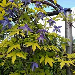 Клематис  Stolwijk Gold