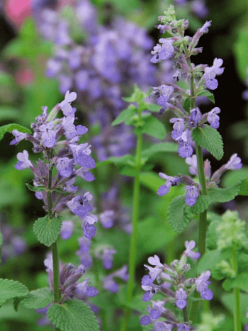 Котовник кистистый Grog