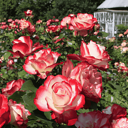 Роза Флорибунда Jubile du Prince de Monaco