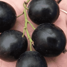 Смородина 6-14-145 ( ЗКС)