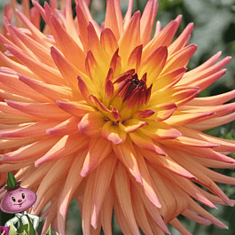 Георгина Icarus