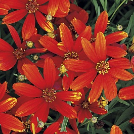Кореопсис мутовчатый  Ladybird
