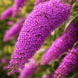 Буддлея давида Nanho Purple