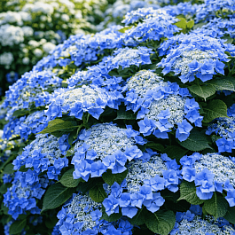 Гортензия крупнолистная Blaumeise