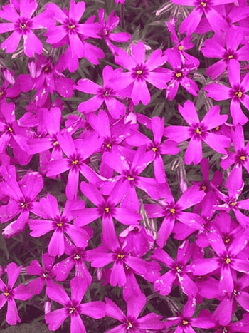 Флокс шиловидный Samson