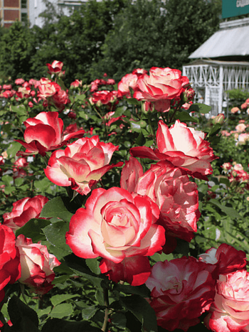 Роза Флорибунда Jubile du Prince de Monaco