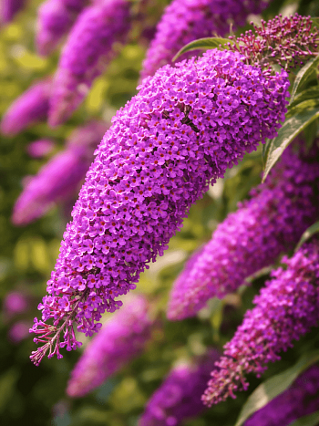 Буддлея давида Nanho Purple