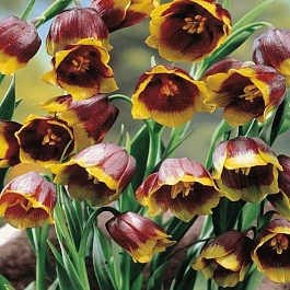 Рябчик императорский Uva Vulpis