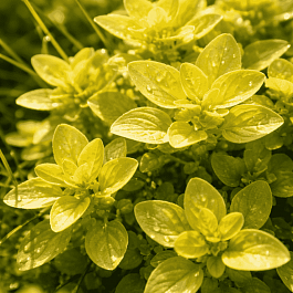 Душица обыкновенная Vitara Gold