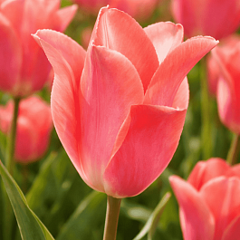 Тюльпан Перестройка