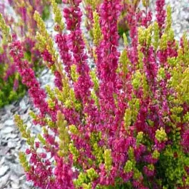 Вереск обыкновенный Agneta