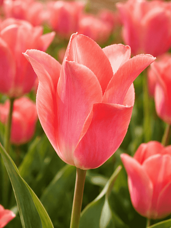 Тюльпан Перестройка