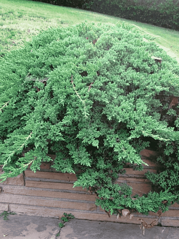 Можжевельник лежачий Nana