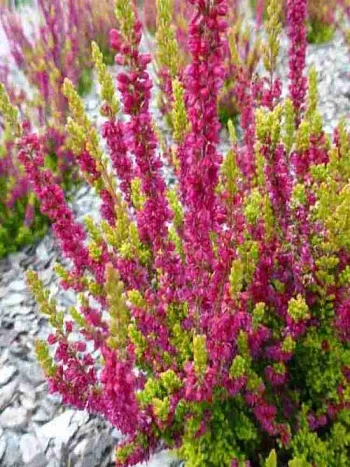 Вереск обыкновенный Agneta