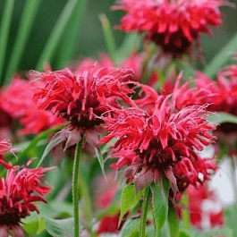 Монарда гибридная Cambridge Scarlet