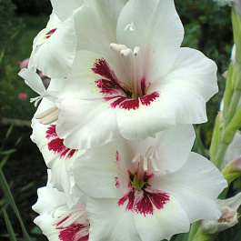 Гладиолус крупноцветковый Фьёрентина