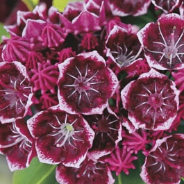 Кальмия широколистная Keepsake