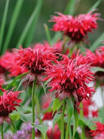 Монарда гибридная Cambridge Scarlet