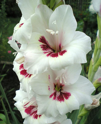 Гладиолус крупноцветковый Фьёрентина