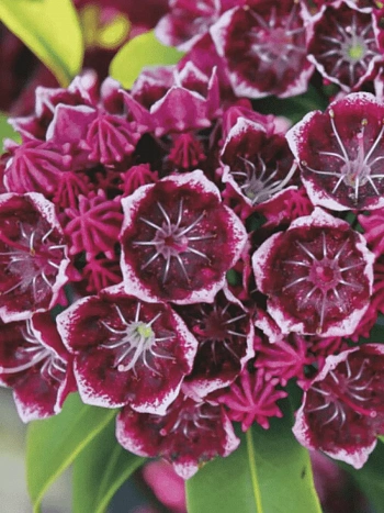 Кальмия широколистная Keepsake