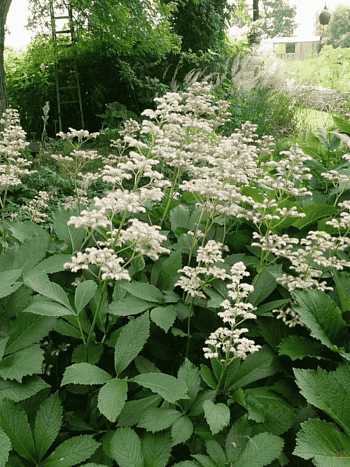 Роджерсия перистая Henry