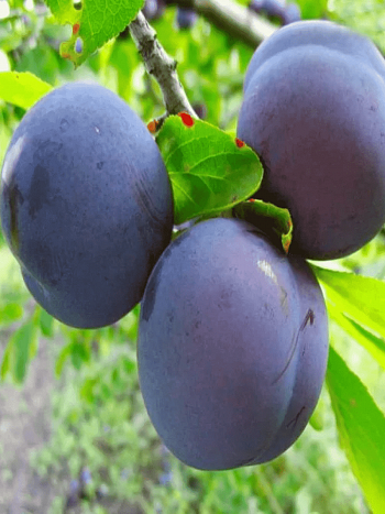 Слива домашняя Этюд