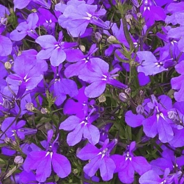 Лобелия эринус Crystal Palace