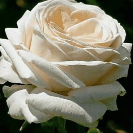 Роза чайно-гибридная Mythos