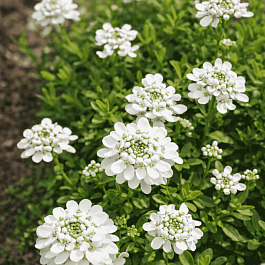 Иберис вечнозеленый Appen-Etz