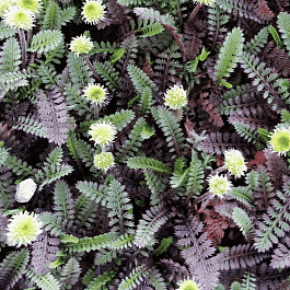 Лептинелла лапчатковая Platts Black