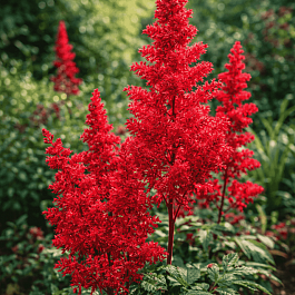 Астильба Арендса Spartan