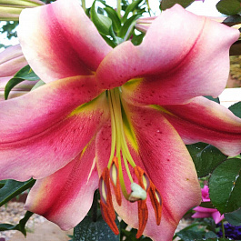 Лилия ОТ-гибрид Олимпик Торч НАБОР 2ШТ (2+2) Лилия ОТ-гибрид Олимпик Торч НАБОР 2ШТ (2+2)